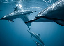 星空体育官网下载-【搬运】班叔：谁能拒绝吃饭的时候，剥一颗又香又臭的黑蛋？